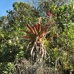 Tillandsia denudata