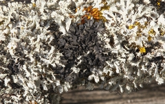 Phaeophyscia adiastola