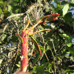 Tillandsia denudata