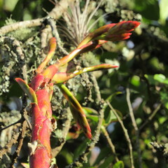 Tillandsia denudata