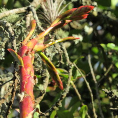 Tillandsia denudata