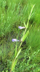 Scutellaria regeliana