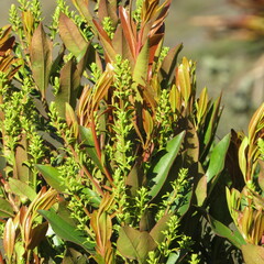 Gaiadendron punctatum