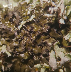 Phaeophyscia adiastola