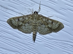 Herpetogramma thestealis