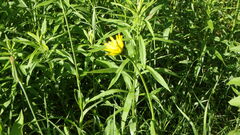Tragopogon pratensis