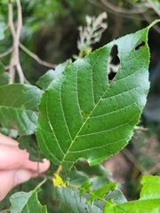 Alnus formosana