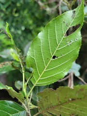 Alnus formosana