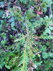 Juniperus communis depressa