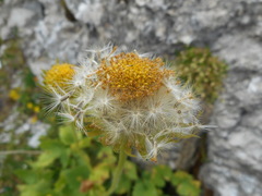 Doronicum columnae