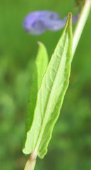 Scutellaria regeliana