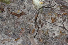 Leptodeira ashmeadii