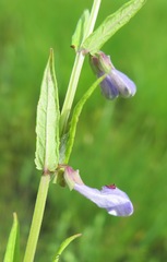 Scutellaria regeliana