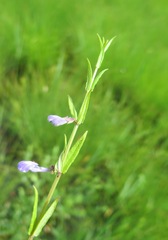 Scutellaria regeliana