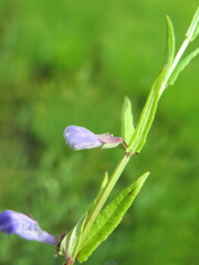Scutellaria regeliana
