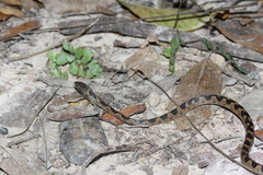 Leptodeira ashmeadii