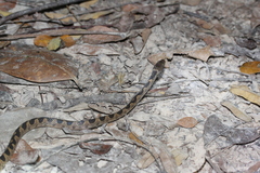 Leptodeira ashmeadii