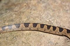 Leptodeira ashmeadii