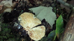 Bresadolia craterella