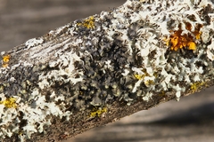 Phaeophyscia pusilloides