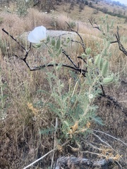 Argemone munita