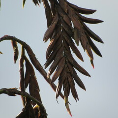 Tillandsia denudata
