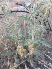 Argemone munita