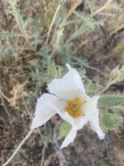 Argemone munita