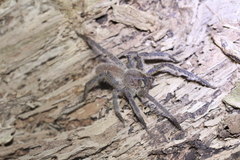 Phoneutria boliviensis