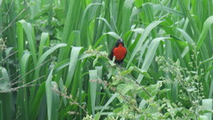 Leistes militaris