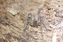 Phoneutria boliviensis