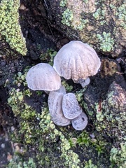 Mycena pseudocorticola