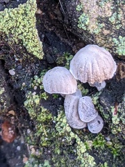 Mycena pseudocorticola