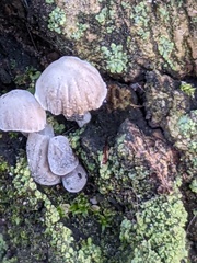 Mycena pseudocorticola