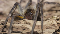 Phoneutria boliviensis