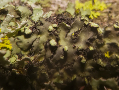 Phaeophyscia pusilloides