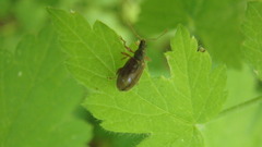 Phyllobius oblongus