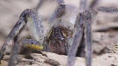 Phoneutria boliviensis