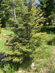 Nothofagus cliffortioides
