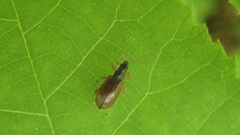 Phyllobius oblongus