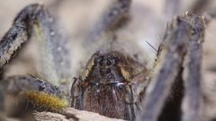 Phoneutria boliviensis