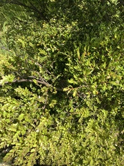 Nothofagus cliffortioides