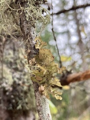 Tuckermanopsis orbata