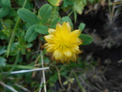 Trifolium badium