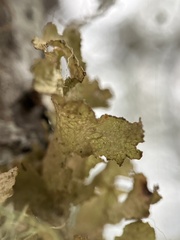 Tuckermanopsis orbata