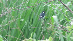 Sporophila lineola