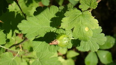 Cronartium ribicola