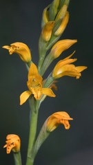 Chloraea chrysantha