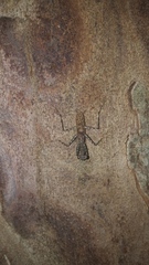 Liturgusa