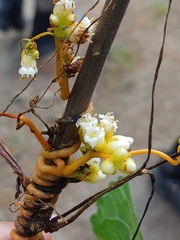 Cuscuta